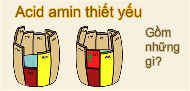 18 Acid Amin có trong tỏi đen