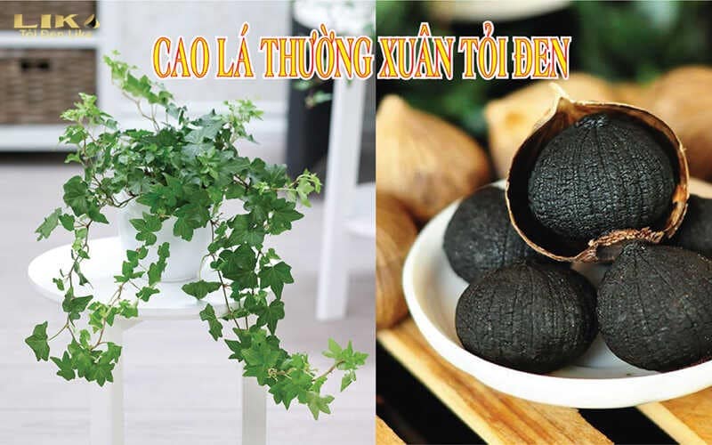 Cao lá thường xuân tỏi đen