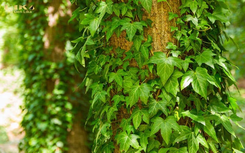 Cao lá thường xuân tỏi đen được làm từ 2 nguyên liệu tốt