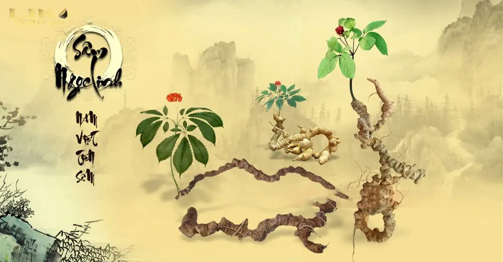 Nguyên liệu dùng để sản xuất Tỏi đen Sâm Ngọc Linh