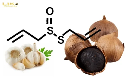 Allicin có tác dụng gì
