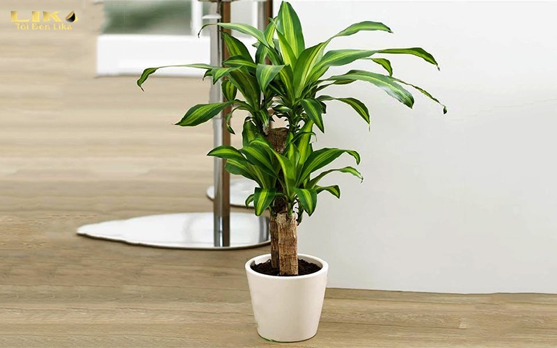Một số chậu cây cảnh phổ biến