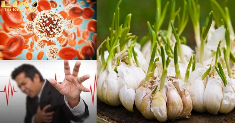 Tỏi mọc mầm giúp ngăn ngừa bệnh lý tim mạch, cơn đột quỵ cấp tính